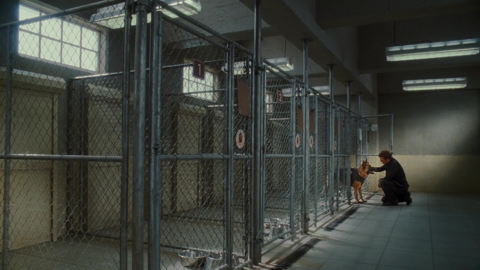 Jako kočky a psi: Pomsta prohnané Kitty 2010 CZ dabing HD