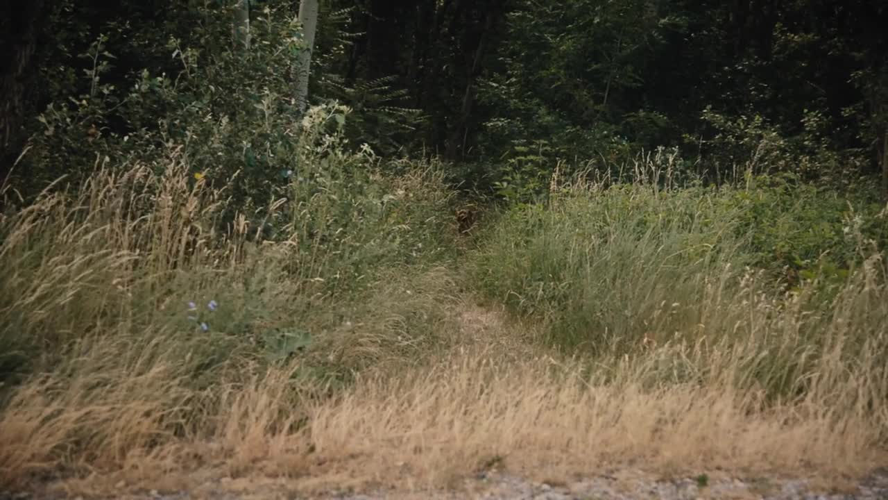 Mimi 2023 CZ dabing HD