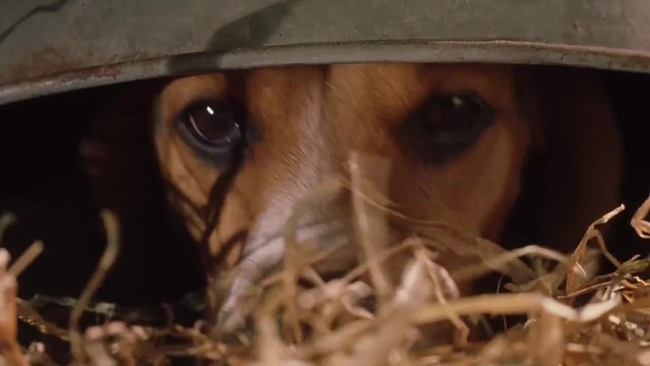 Jako kočky a psi 2001 CZ dabing HD