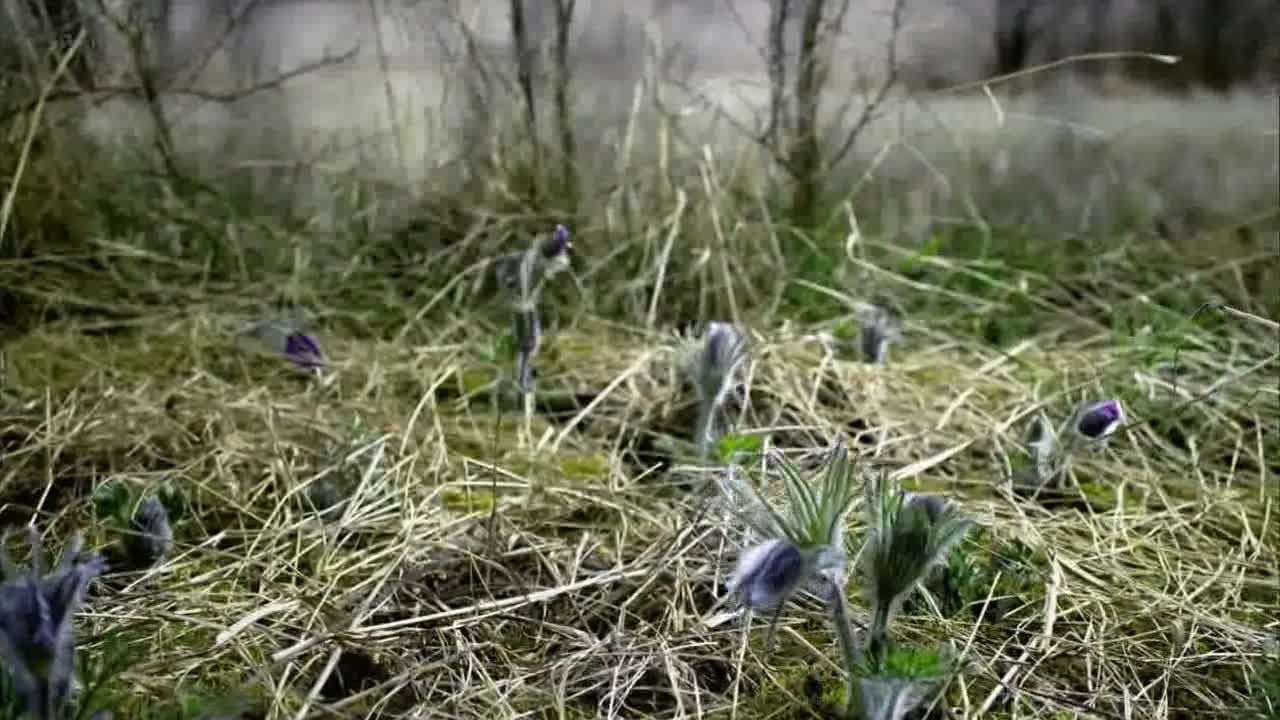 Deti Slunce 1  Divoke vcely  TC