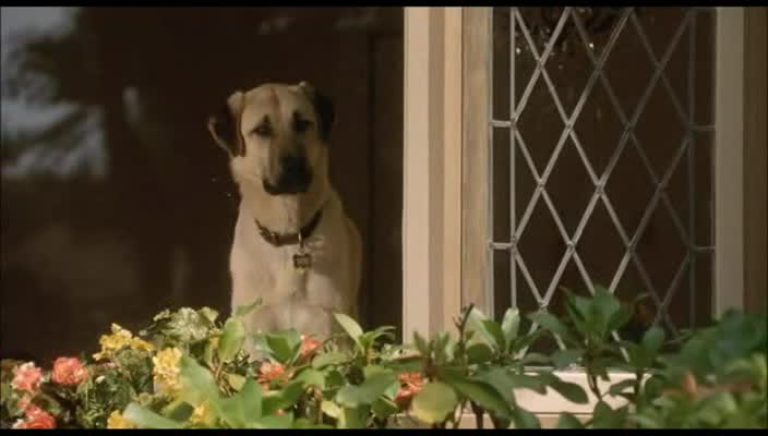 Jako kocky a psi 2001 CZ dabing