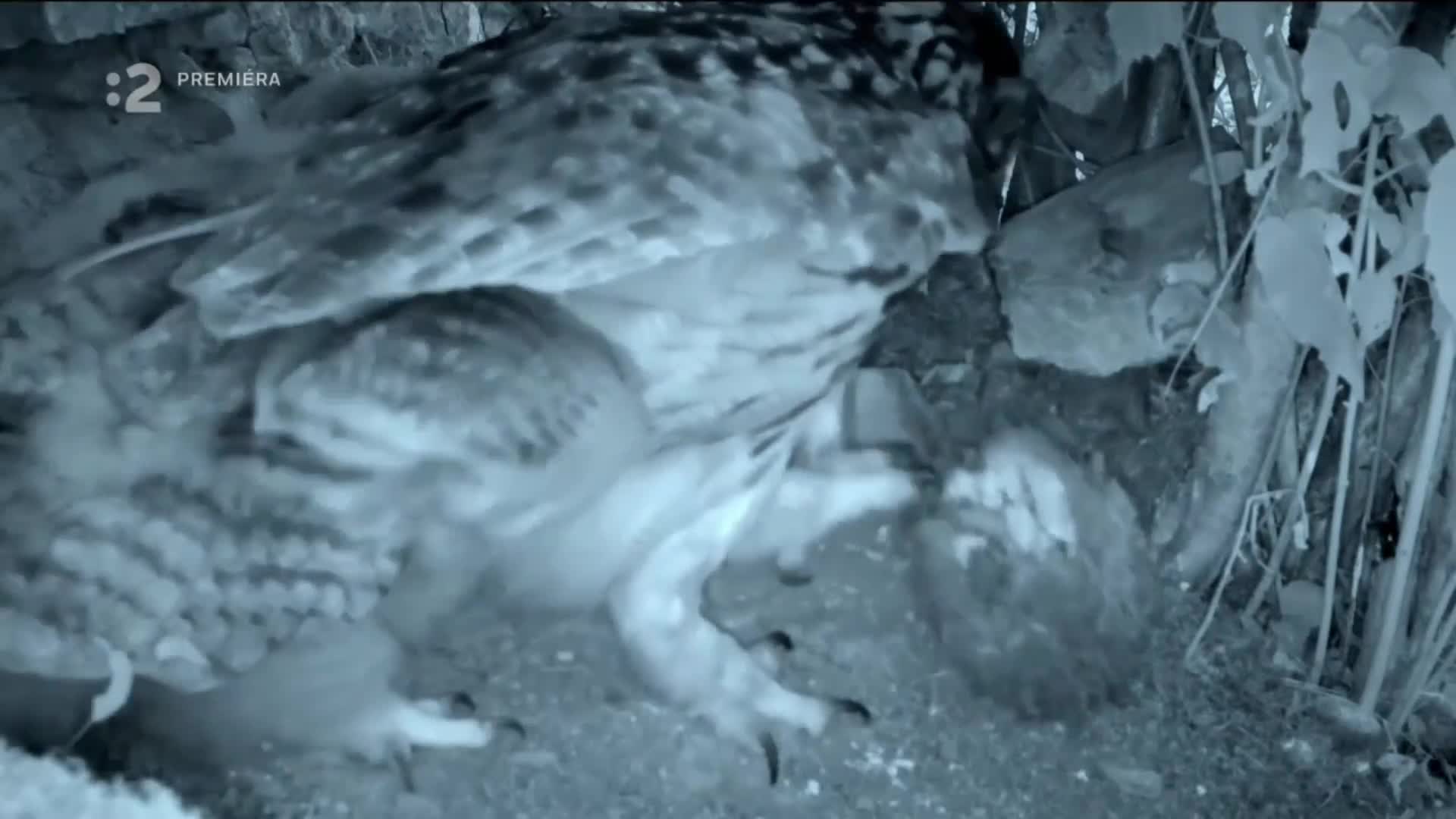 Divoké Slovensko s Nigelom Marvenom 2023 TOP KVALITA novinka CZ dabing Full HD 1080p Pucci film